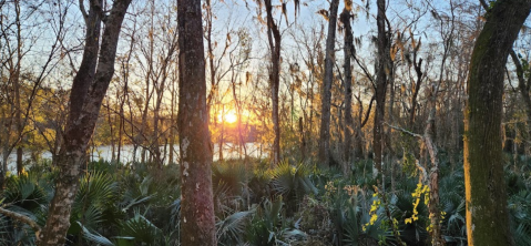 This Scenic 1,299-Acre State Park Just May Be The Most Underrated Adventure In Louisiana