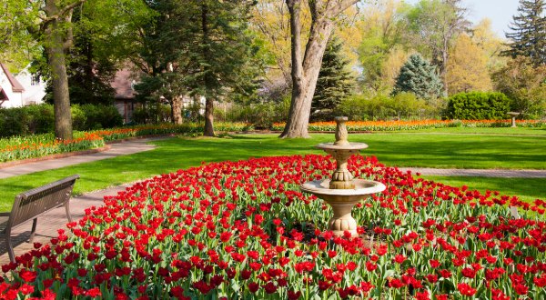 Tulip Time In Pella, Iowa Will Have Nearly 300,000 Bulbs In Bloom This Spring