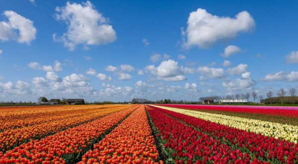 This Farm Near Austin Is Blooming With Over One Million Tulips And You Need To Visit