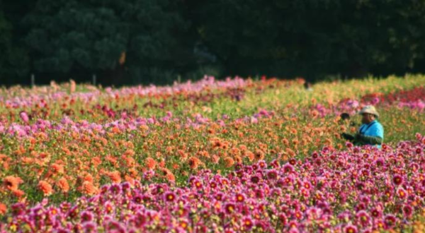 A Colorful Flower Farm, Swan Island Dahlias In Oregon Is Like Something From A Dream