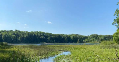 It's Impossible Not To Love This Breathtaking Wild Flower Trail In Michigan