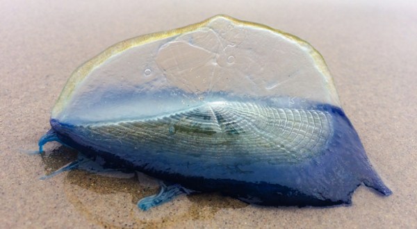 Thousands Of Mysterious Blue Creatures Have Washed Up On The Shores Of Southern California