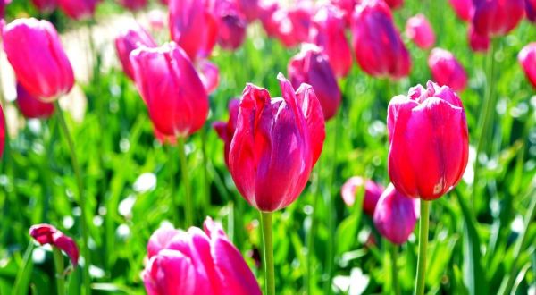 Thousands Of Tulips Are Blooming At This One Field In Texas… And You’ll Want To Visit