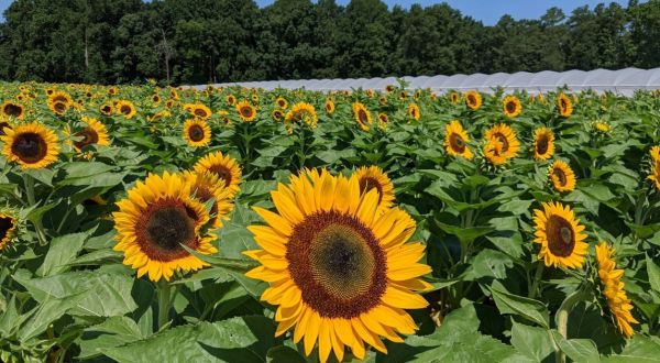 This Colorful You-Pick Flower Farm In Delaware Is Like Something From A Dream
