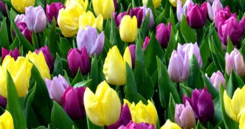 Pick Your Own Colorful Tulips This Spring At Tucker's Tulips In Oklahoma