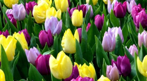 Pick Your Own Colorful Tulips This Spring At Tucker’s Tulips In Oklahoma