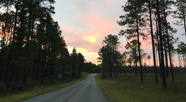 The Scenic Drive To The Longleaf Vista Overlook In Louisiana Is Almost As Beautiful As The Destination Itself