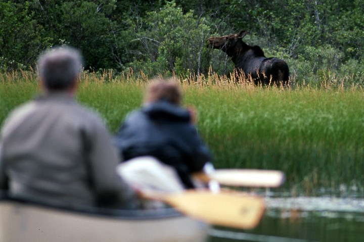 Moose in Boundry Waters Canoe Area, Minnesota
