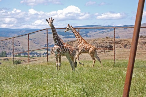 You’ll Never Forget A Visit To Schreiner Farms, A One-Of-A-Kind Exotic Animal Ranch In Washington