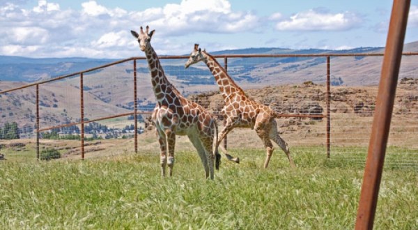 You’ll Never Forget A Visit To Schreiner Farms, A One-Of-A-Kind Exotic Animal Ranch In Washington