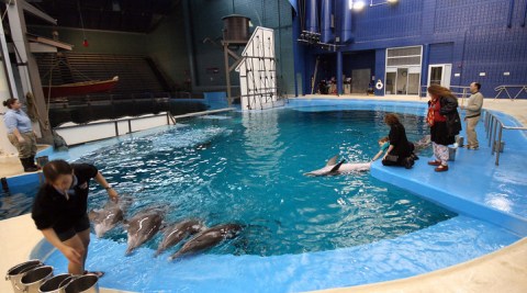 You Can Wade With Dolphins At The Indianapolis Zoo In Indiana