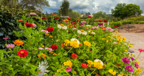 Enjoy The Most Colorful Spring Festival In Northern California At Amador Flower Farm