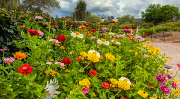 Enjoy The Most Colorful Spring Festival In Northern California At Amador Flower Farm