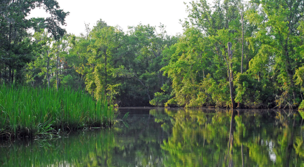 You Haven’t Lived Until You’ve Experienced This One Incredible Swamp in Mississippi