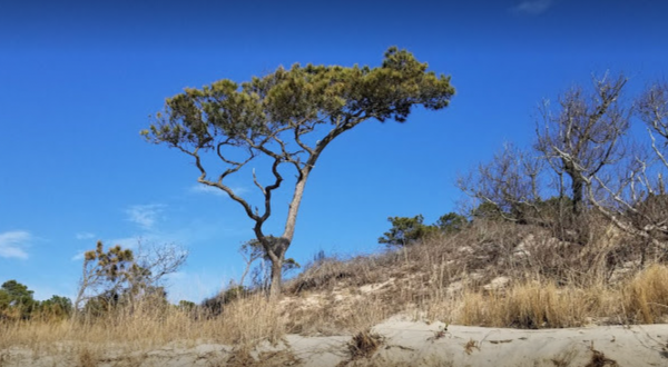 A Bit Of An Unexpected Natural Wonder, Few People Know There Are Sand Dunes Hiding In Virginia