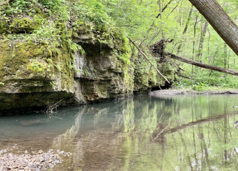 A Bit Of An Unexpected Natural Wonder, Few People Know There Are Moss-Covered Cliffs Hiding In Illinois