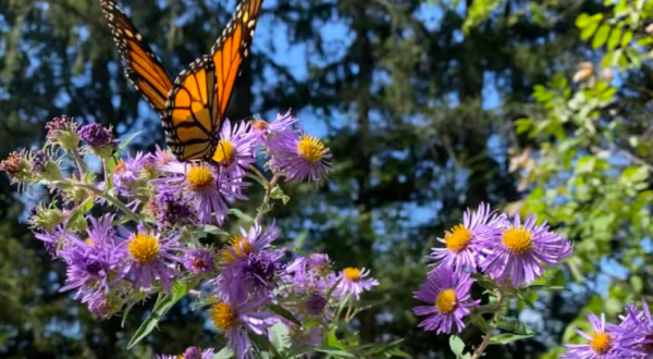 This Easy Wildflower Hike In The Cleveland Metroparks Will Transport You Into A Sea Of Color