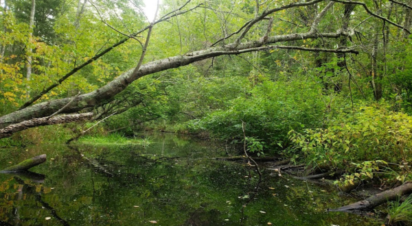 We Bet You Didn’t Know There Was A Miniature Everglades In Connecticut