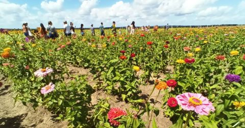 A Colorful U-Pick Flower Farm, Southern Hill Farms In Florida Is Like Something From A Dream