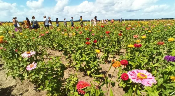 A Colorful U-Pick Flower Farm, Southern Hill Farms In Florida Is Like Something From A Dream