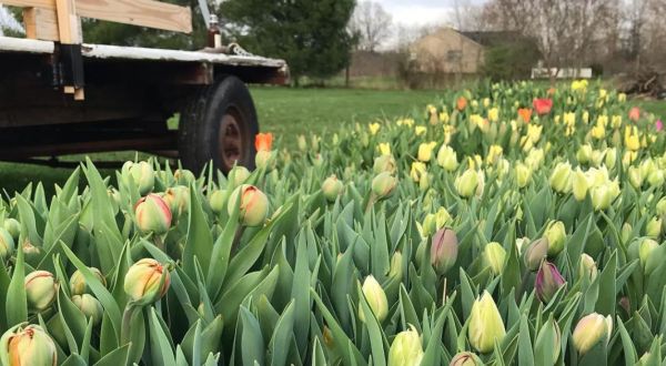 You’ll Want To Visit Tulip Ridge Flower Farm, A Dreamy Tulip Farm In Ohio This Spring