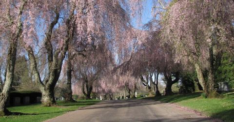 This Cemetery In Kentucky Is Home To The Most Vibrant Cherry Blossom Trees