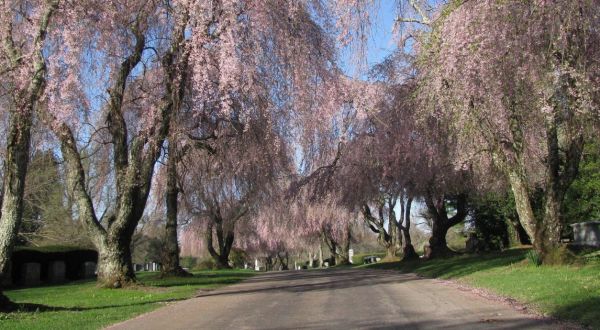 This Cemetery In Kentucky Is Home To The Most Vibrant Cherry Blossom Trees