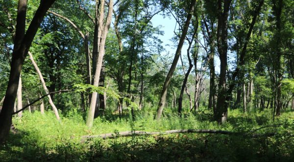 Straddling The Illinois-Indiana Border, This Enchanting Forest Preserve Is One Of The Most Unique Places You’ll Ever Visit