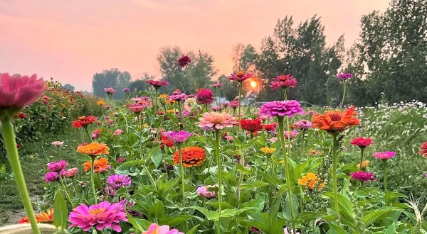 A Colorful U-Pick Flower Farm, Yellow Petal In Nevada Is Like Something From A Dream