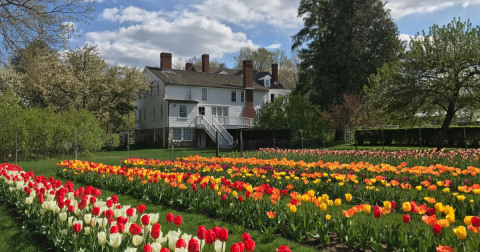 Wander Through A Rainbow Of Tulips At The Spring BloomFest At Stevens-Coolidge House And Gardens In Massachusetts