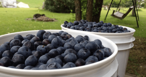 6 U-Pick Blueberry Farms In Mississippi That Are Perfect For A Summer Outing  
