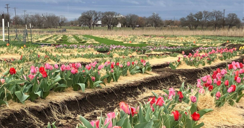 Over 150,000 Tulips Are Blooming At Sweet Berry Farm In Texas