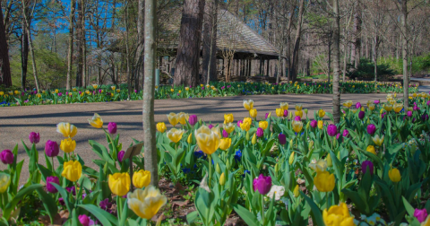 You Won't Want To Miss Tiptoeing Through The Tulips At This Arkansas Garden