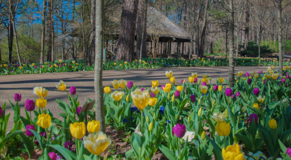 You Won’t Want To Miss Tiptoeing Through The Tulips At This Arkansas Garden