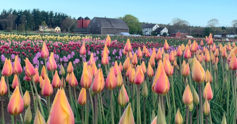 Wicked Tulips Flower Farm In Rhode Island Will Completely Transform When The Flowers Bloom This Spring