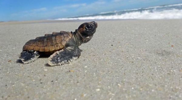 Masonboro Island Reserve Is A Beachfront Attraction In North Carolina You’ll Want To Visit Over And Over Again