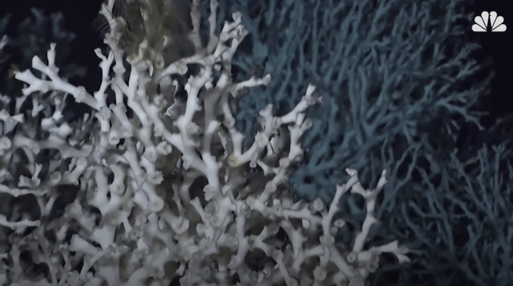 Hidden Natural Wonder in South Carolina - Coral Reef Discovered Off Coast