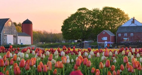 Wicked Tulips Flower Farm, A Tulip Farm In Rhode Island, Will Be In Full Bloom Soon And It’s An Extraordinary Sight To See