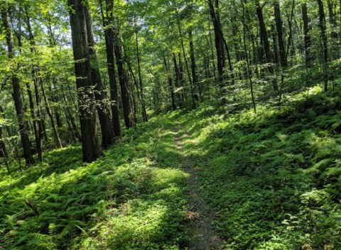 Perhaps The State's Best Hidden Treasure, Hardly Anyone Knows This Incredible Old Growth Forest Exists In Pennsylvania