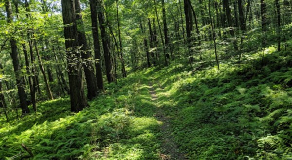 Perhaps The State’s Best Hidden Treasure, Hardly Anyone Knows This Incredible Old Growth Forest Exists In Pennsylvania