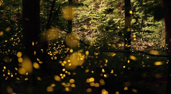 The Annual Synchronous Firefly Viewing In Tennessee Is Back: Here’s How To Enter To Experience It