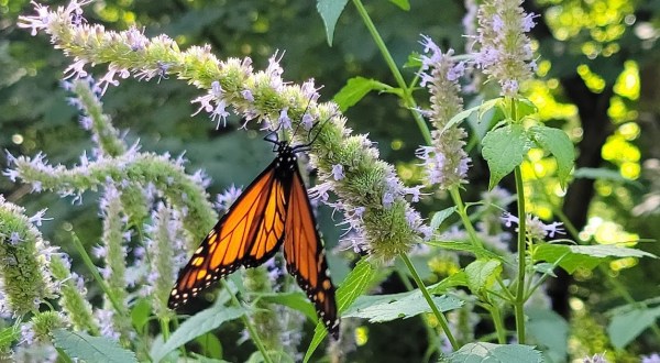 The Little-Known Park In Minnesota Where, If You’re Patient Enough, You Can Hold Butterflies