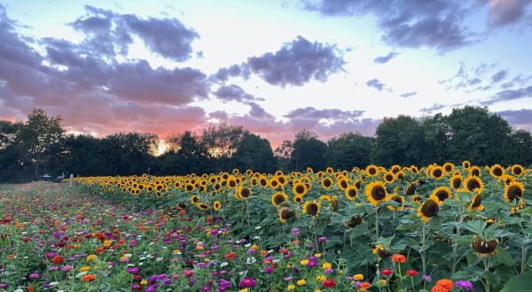 Pick Your Own Sunflowers At This Charming Farm In Michigan