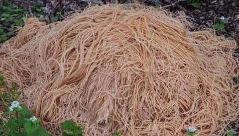 Hundreds Of Pounds Of Cooked Pasta Mysteriously Appeared In The New Jersey Woods