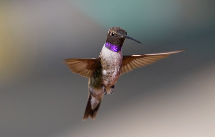 Black-chinned Hummingbird in mid-flight with selective focusing.