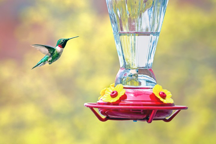 A male ruby-throated hummingbird hovering near a feeder.