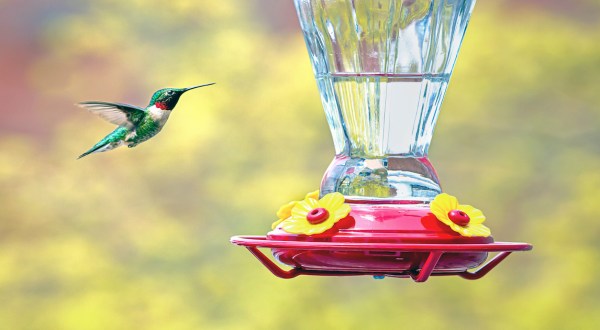 Keep Your Eyes Peeled, Thousands Of Hummingbirds Will Migrate Throughout The USA This Spring