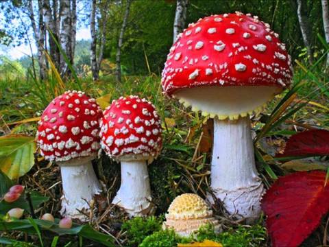 Forage For Fungi At Whidbey Wild Mushroom Tours In Langley, Washington