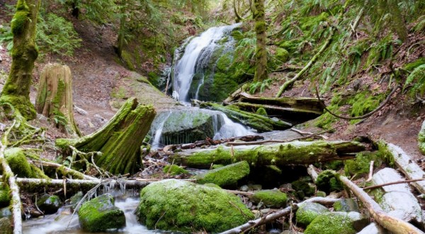 Hike Through A Hidden Forest Then Dine At A Quaint Tea House On This Delightful Adventure In Washington