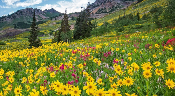 Enjoy The Most Colorful Summer Festival In Utah At The Wasatch Wildflower Festival